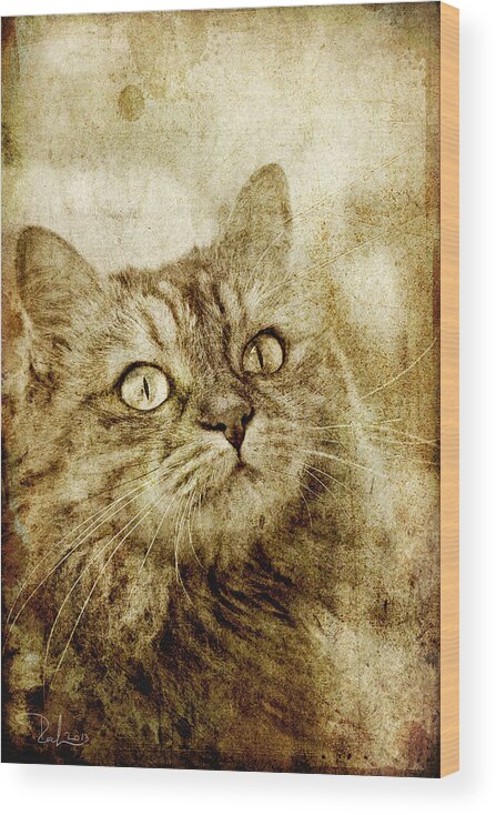 Gatti Wood Print featuring the photograph Old fashion cat by Raffaella Lunelli
