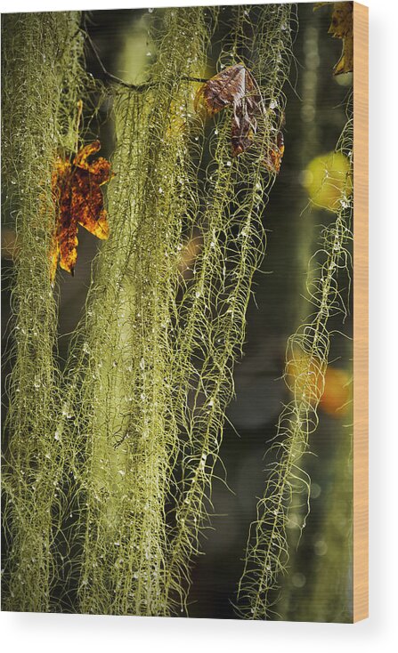 Usnea Wood Print featuring the photograph Old Man's Beard Lichen by Belinda Greb