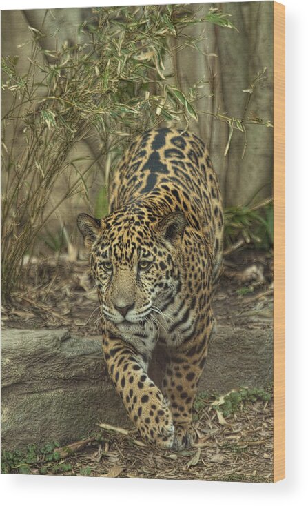 Big Cats Wood Print featuring the photograph On his way by Cheri McEachin