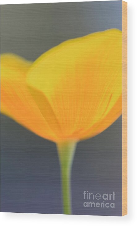 Mexican Gold Poppy Wood Print featuring the photograph Opened by Tamara Becker