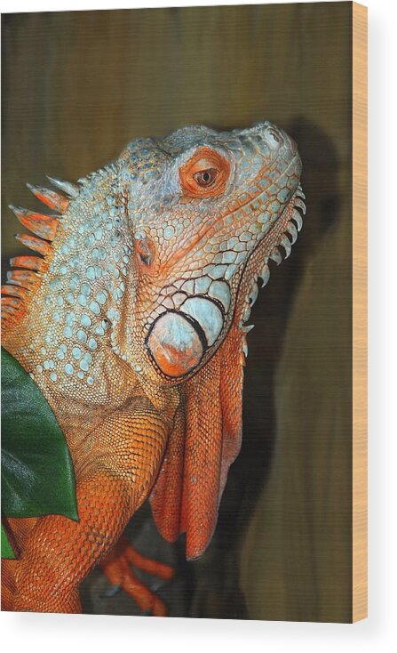 Iguana Wood Print featuring the photograph Orange Iguana by Patrick Witz