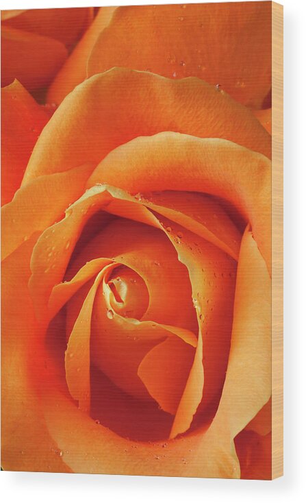 Orange Color Wood Print featuring the photograph Orange Rose Close Up With Dew by Garry Gay