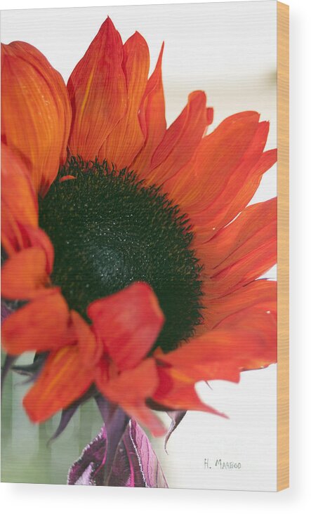 Floral Wood Print featuring the photograph Orange Sun Flower by Haleh Mahbod