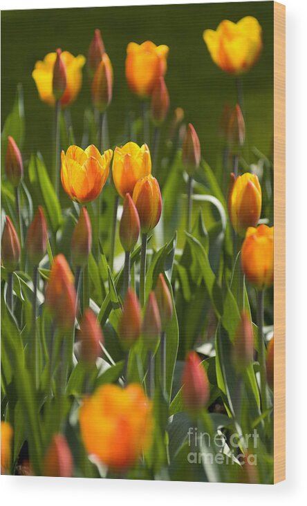 Flowers Wood Print featuring the photograph Orange Tulips by David Lichtneker