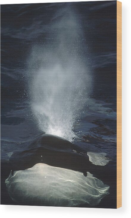 Feb0514 Wood Print featuring the photograph Orca Surfacing British Columbia Canada by Flip Nicklin
