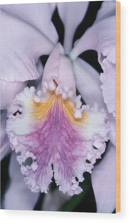 Flower Wood Print featuring the photograph Orchid 2 by Andy Shomock
