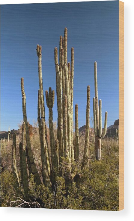 Organ Pipe Cactus Wood Print featuring the photograph Organ Pipe Cactus by Jim West