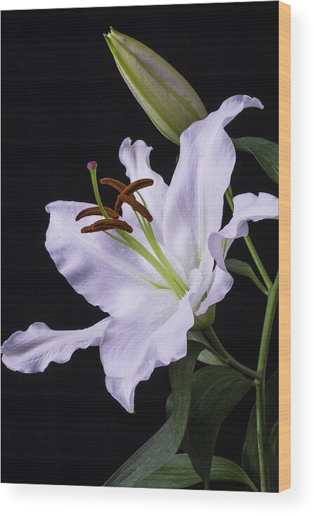 Oriental Lily Wood Print featuring the photograph Oriental Lily by Garry Gay