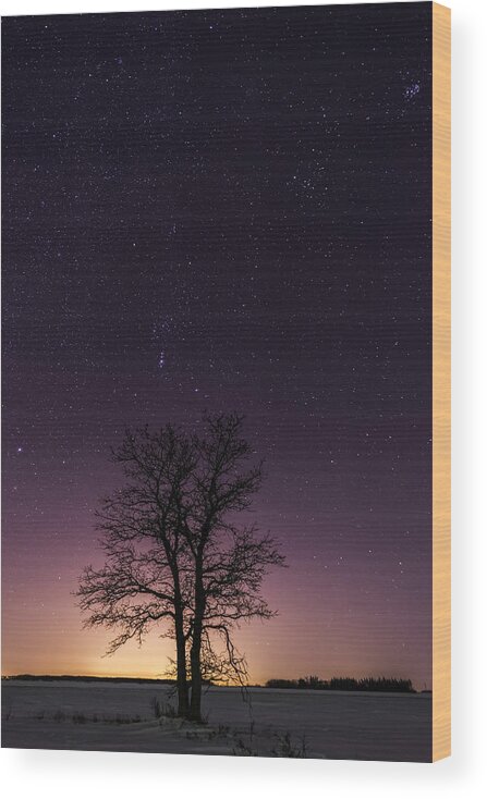 Aurora Borealis Wood Print featuring the photograph Orion tree by Nebojsa Novakovic