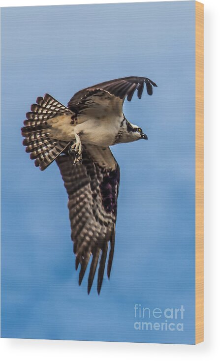 Osprey Wood Print featuring the photograph Osprey Flying Away by Robert Bales