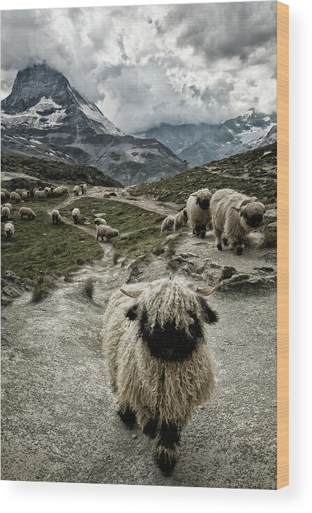 Sheep Wood Print featuring the photograph Out Of My Way by Susanne Landolt