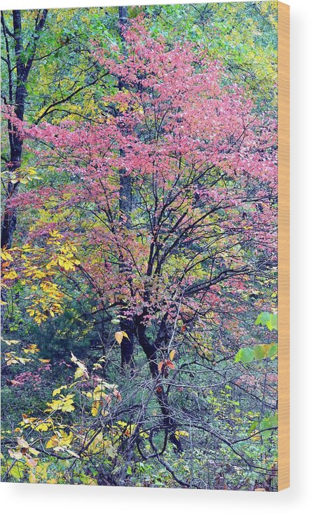 Autumn Wood Print featuring the photograph Ozarks Autumn by Deena Stoddard