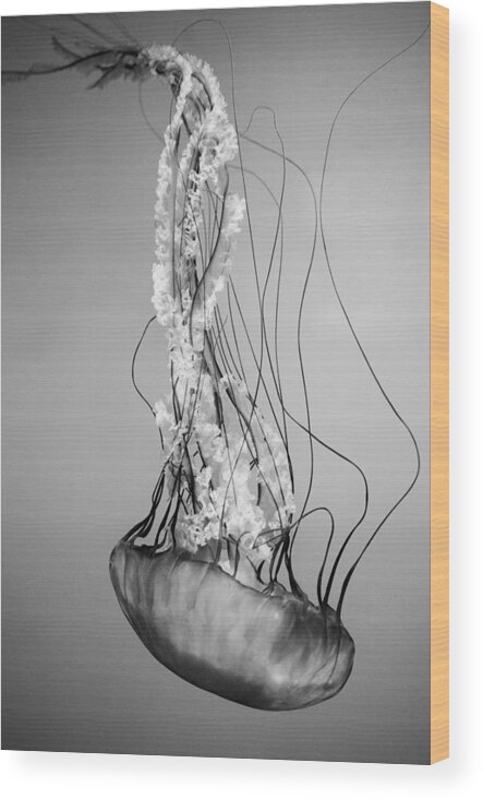 Pacific Sea Nettle Wood Print featuring the photograph Pacific Sea Nettle - Black and White by Marianna Mills