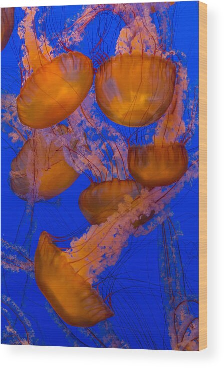 Jellyfish Wood Print featuring the photograph Pacific Sea Nettle Cluster 2 by Scott Campbell