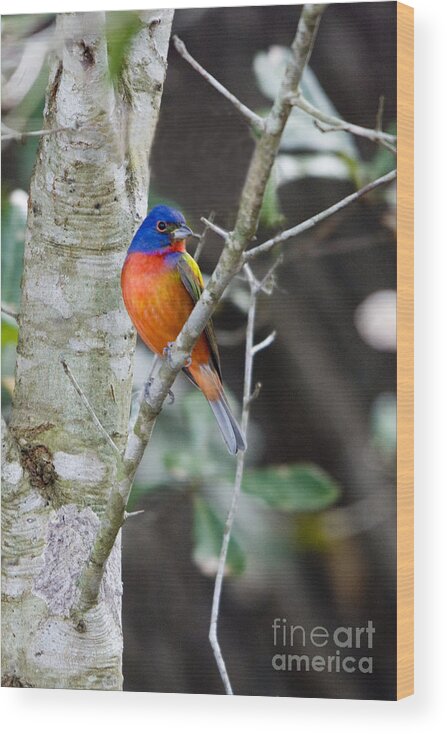 Painted Bunting Wood Print featuring the photograph Painted Bunting by John Greco