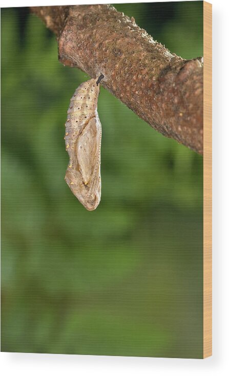 00640183 Wood Print featuring the photograph Painted Lady Butterfly Chrysalis by Michael Durham