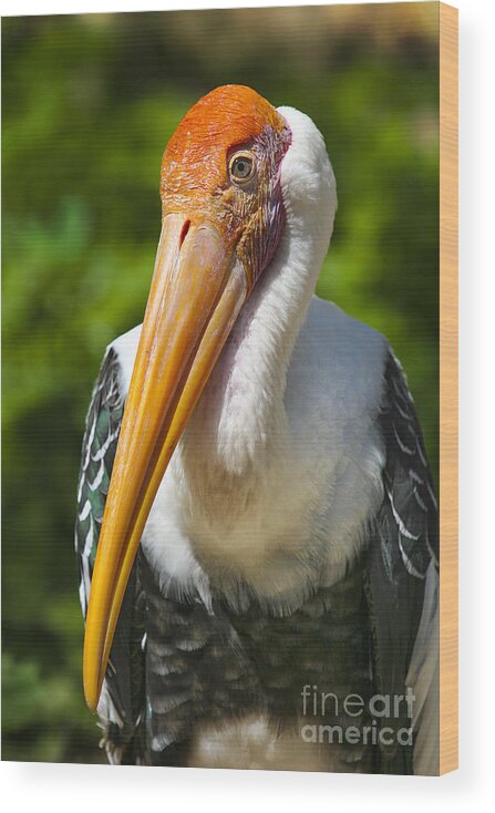 Animals Wood Print featuring the photograph Painted Stork by Timothy Hacker