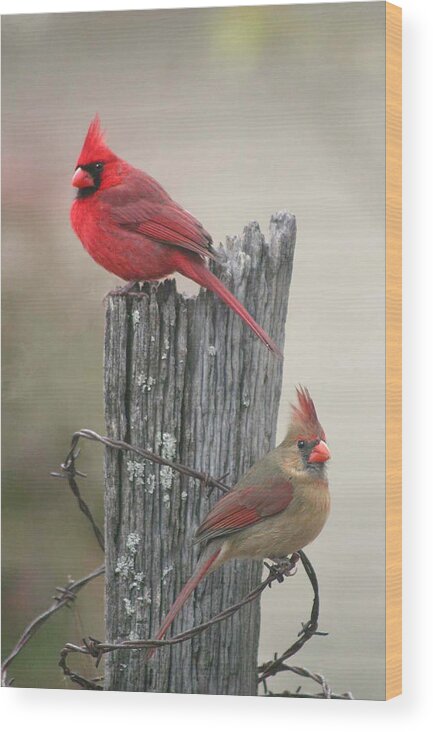 Cardinals Wood Print featuring the photograph Pair of Cards by Robert Camp