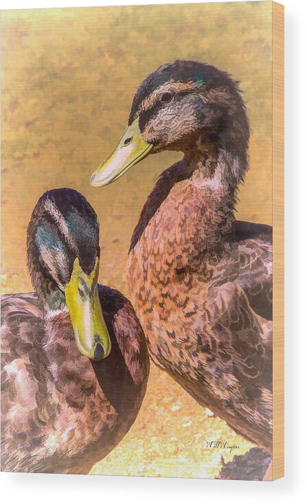 Arizona Wood Print featuring the photograph Pair of Ducks by Will Wagner