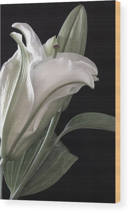 Botanicals Wood Print featuring the photograph Pale Lily by Linda Dunn
