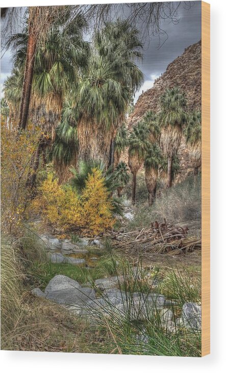 Palm Springs Photos Wood Print featuring the photograph Palm Springs Oasis in HDR by Matthew Bamberg