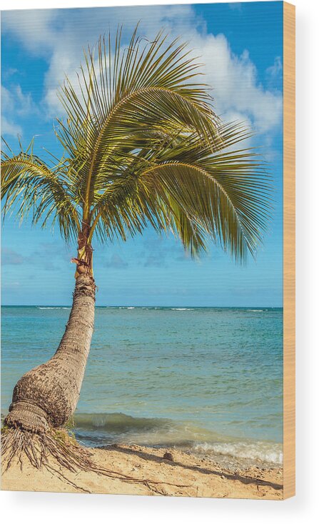 Aqua Wood Print featuring the photograph Palm Tree at the Shore 1 by Leigh Anne Meeks