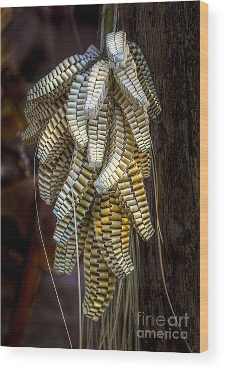 Palmetto Weave Wood Print featuring the photograph Palmetto Weave by Marvin Spates