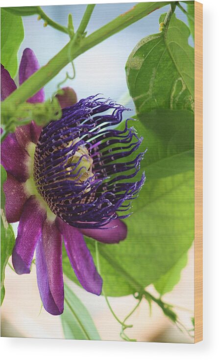 Passion Wood Print featuring the photograph Passion Flower by Chuck Hicks