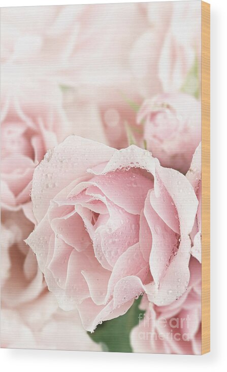 Tea Rose Wood Print featuring the photograph Pastel Pink by Stephanie Frey