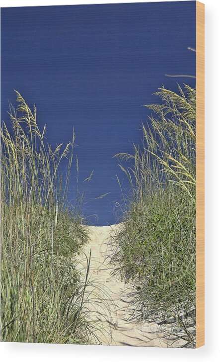 Path Through The Dunes Wood Print featuring the photograph Path Through the Dunes by Allen Beatty