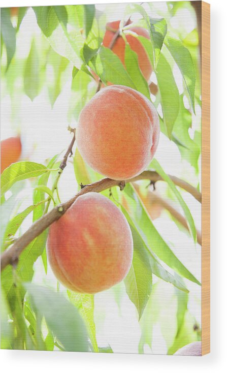 Coral Colored Wood Print featuring the photograph Peaches Growing In Tree by Jacqueline Veissid