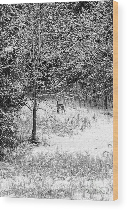 Wild Wood Print featuring the photograph Peering Out - Deer BW by Mary Carol Story