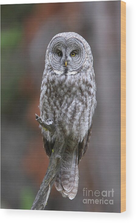 Great Gray Owl Wood Print featuring the photograph Perched Gray by Bill Singleton