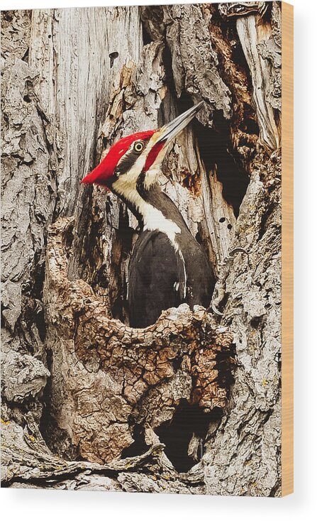  Wood Print featuring the photograph Perfect Pileated Pose by Cheryl Baxter