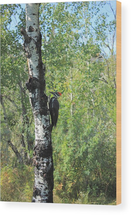 Woodpecker Wood Print featuring the photograph Pileated Woodpecker in the aspen parkland by Jim Sauchyn