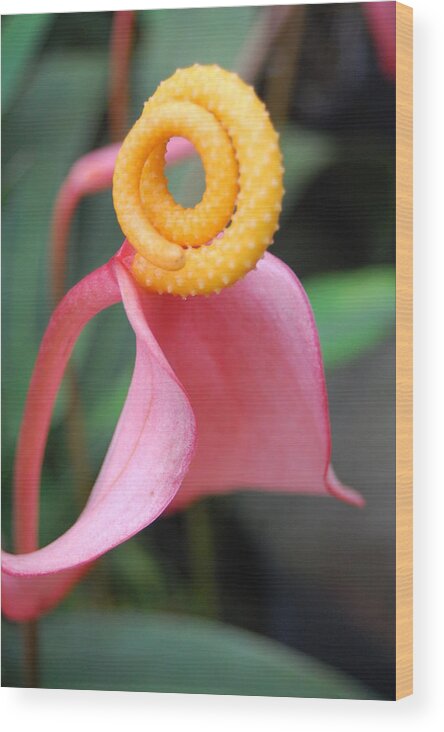 Kula Botanical Gardens Wood Print featuring the photograph Pink and Yellow Orchids 2 by Amy Fose