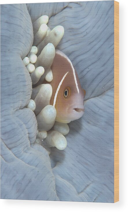 Flpa Wood Print featuring the photograph Pink Anemonefish In Magnificent Sea by Colin Marshall