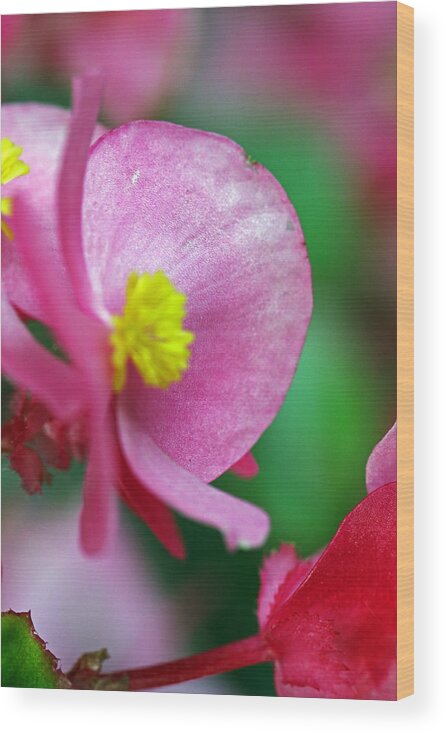 Flowers Wood Print featuring the photograph Pink Begonia by Jennifer Robin
