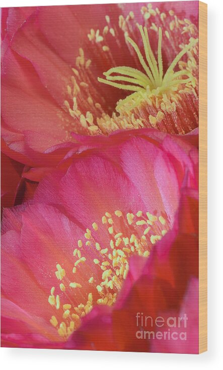 Pink Cactus Flower Wood Print featuring the photograph Pink Cactus Flower Bouquet II by Tamara Becker