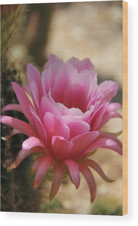Pink Cactus Wood Print featuring the photograph Pink cactus by Tammy Espino