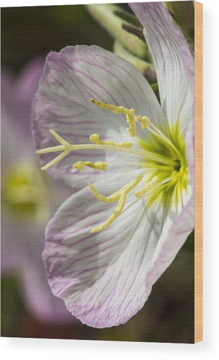 Flower Wood Print featuring the photograph Pink Evening Primrose Flower by Steven Schwartzman