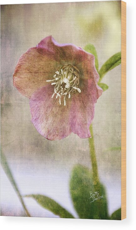 Hellebore Wood Print featuring the photograph Pink Hellebore by Betty Denise