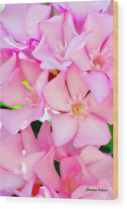 Pink Oleander Wood Print featuring the photograph Pink Oleander by Christina Ochsner