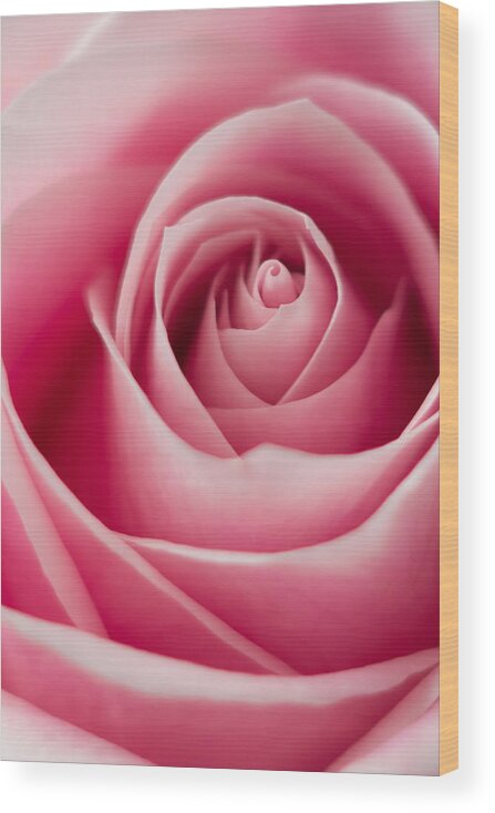 Rose Wood Print featuring the photograph Pink Passion by Ernest Echols