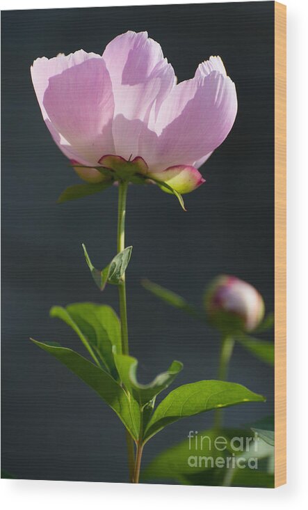 Poeny Wood Print featuring the photograph Pink Peony by Bianca Nadeau