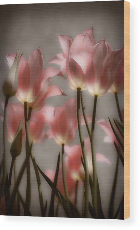 Tulips Wood Print featuring the photograph Pink Tulips Glow by Michelle Joseph-Long