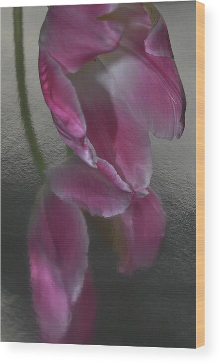 Flower Wood Print featuring the photograph Pink Tulip Reflection in Silver Water by Phyllis Meinke