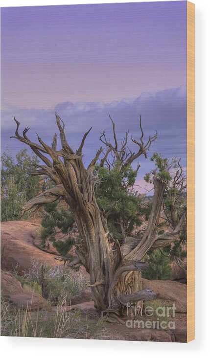 Pinon At Sunset Wood Print featuring the photograph Pinon Pine by David Waldrop