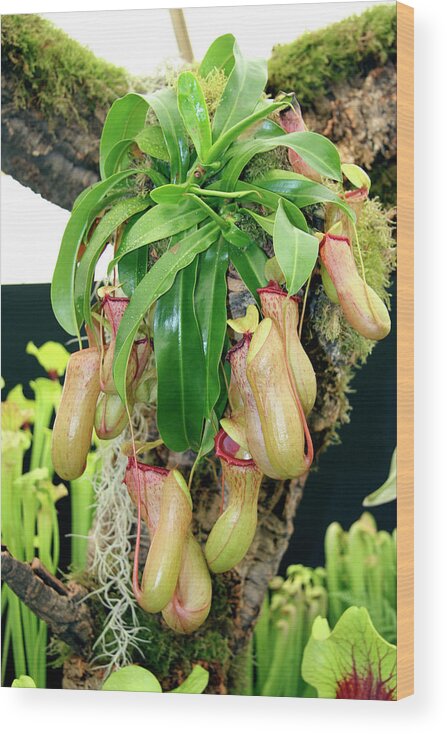 Nepenthes Sp. Wood Print featuring the photograph Pitcher Plant by Cordelia Molloy/science Photo Library