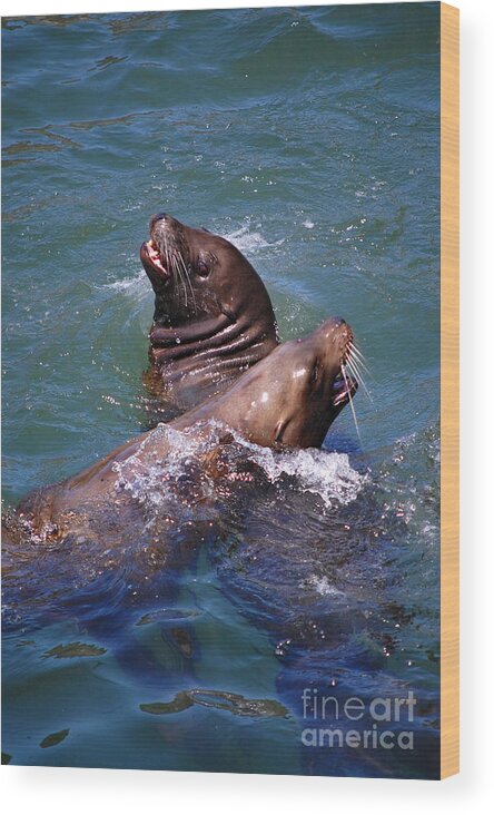 Sea Lions Wood Print featuring the photograph Playing Pair of Sea Lions by Debra Thompson